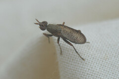 Coremacera marginata