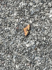 Pyrausta californicalis