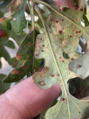 Neuroterus saltatorius