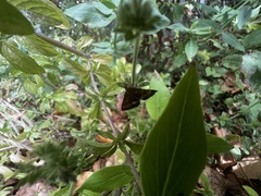 Pyrausta californicalis