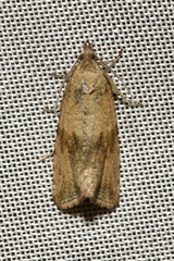 Celypha striana