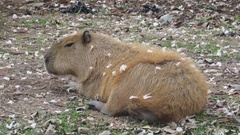 Hydrochoerus hydrochaeris