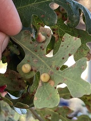 Neuroterus saltatorius