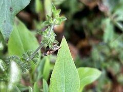 Pyrausta californicalis