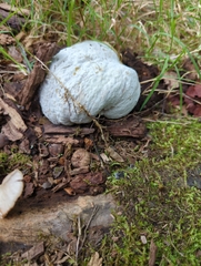 Entoloma abortivum