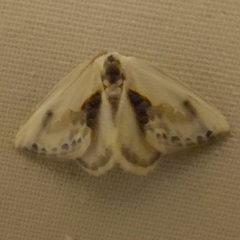 Cilix glaucata