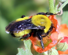 Bombus morrisoni