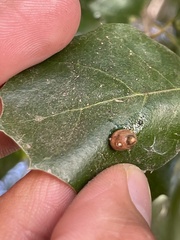 Dryocosmus minusculus