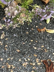 Pyrausta californicalis