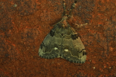 Orgyia leucostigma