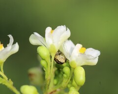 Cardiospermum halicacabum