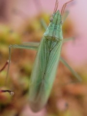 Megaloceroea recticornis