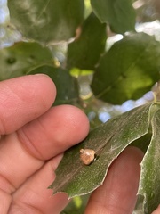 Dryocosmus minusculus