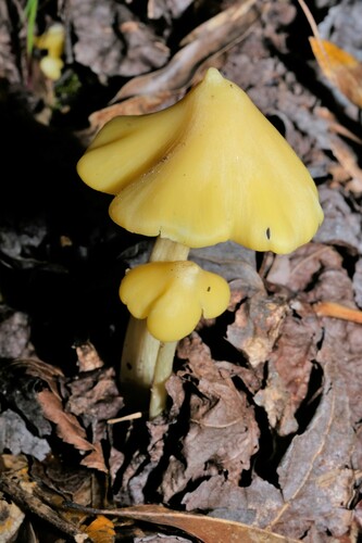 Yellow Unicorn Entoloma