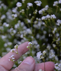 Galium rivale