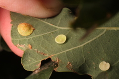 Neuroterus albipes