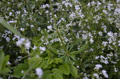 Galium rivale