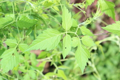 Cardiospermum halicacabum