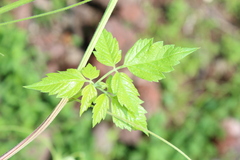 Cardiospermum halicacabum