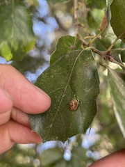 Dryocosmus minusculus