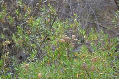 Tessaria dodonaeifolia