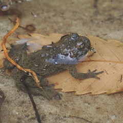 Bombina variegata