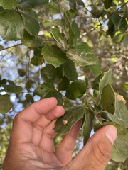 Dryocosmus minusculus