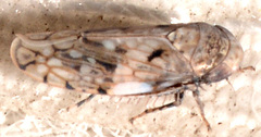 Menosoma cinctum