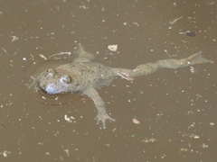 Bombina variegata