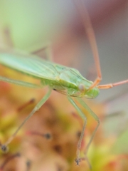 Megaloceroea recticornis