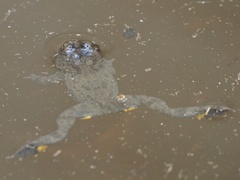 Bombina variegata