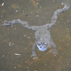 Bombina variegata
