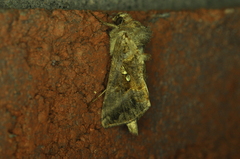 Autographa precationis