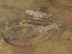 Bombina variegata