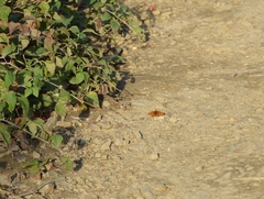 Boloria euphrosyne