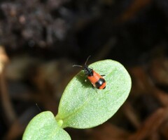 Anthocomus equestris