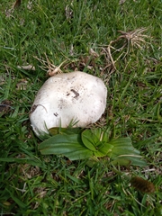 Agaricus campestris
