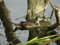 Gallinula chloropus