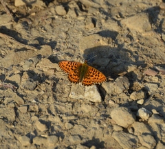 Boloria euphrosyne