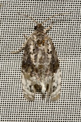 Apotomis betuletana