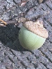 Quercus palustris