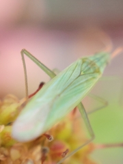 Megaloceroea recticornis