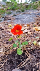 Tropaeolum majus