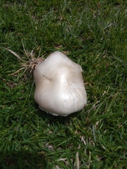 Agaricus campestris