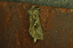 Autographa precationis