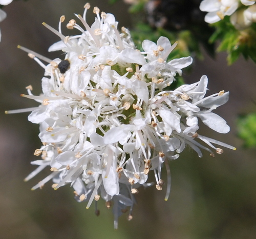 Image of Agathosma hirta by (c) Charles Stirton, some rights reserved (CC BY-SA)