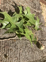 Quercus palustris