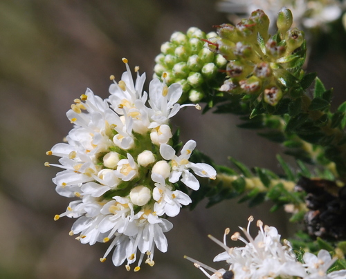 Image of Agathosma hirta by (c) Charles Stirton, some rights reserved (CC BY-SA)