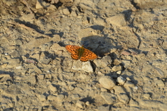 Boloria euphrosyne
