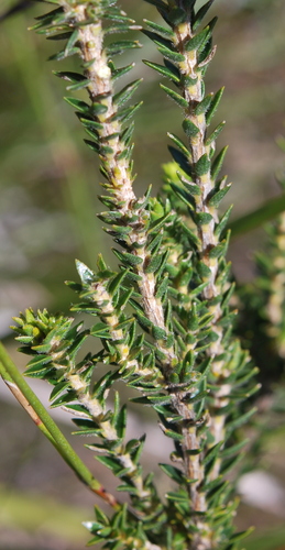 Image of Agathosma hirta by (c) Charles Stirton, some rights reserved (CC BY-SA)